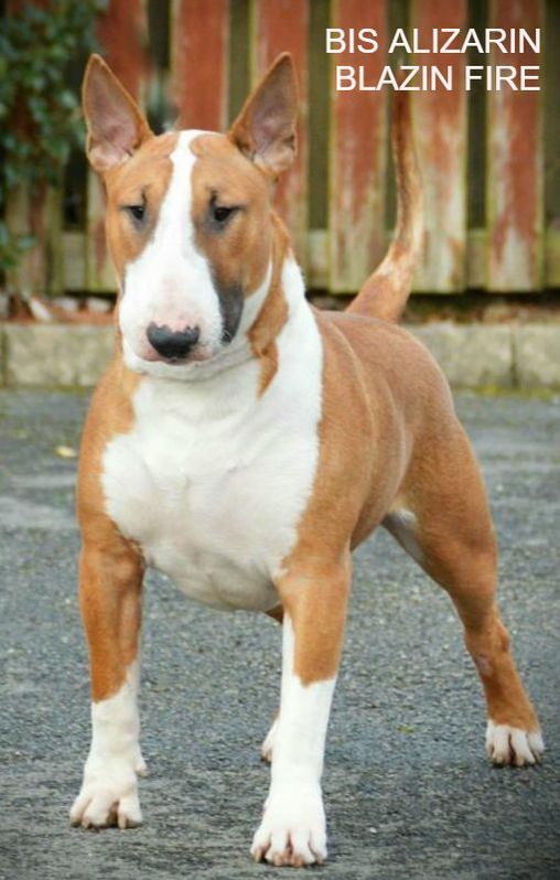 red and white english bull terrier